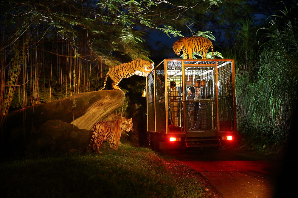 Ghé thăm Night Safari - vườn thú đêm đầu tiên trên thế giới - ChuduInfo